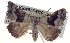  ( - BIOUG04677-D10)  @13 [ ] CreativeCommons - Attribution (2013) CBG Photography Group Centre for Biodiversity Genomics