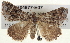  ( - BIOUG04677-E07)  @13 [ ] CreativeCommons - Attribution (2013) CBG Photography Group Centre for Biodiversity Genomics