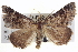  ( - BIOUG04677-E12)  @13 [ ] CreativeCommons - Attribution (2013) CBG Photography Group Centre for Biodiversity Genomics