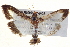  ( - BIOUG04677-F03)  @14 [ ] CreativeCommons - Attribution (2013) CBG Photography Group Centre for Biodiversity Genomics