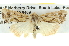  ( - BIOUG05071-A03)  @13 [ ] CreativeCommons - Attribution (2013) CBG Photography Group Centre for Biodiversity Genomics