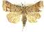  ( - BIOUG05071-G02)  @14 [ ] CreativeCommons - Attribution (2013) CBG Photography Group Centre for Biodiversity Genomics