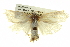  ( - BIOUG05071-G10)  @12 [ ] CreativeCommons - Attribution (2013) CBG Photography Group Centre for Biodiversity Genomics