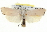  ( - BIOUG05072-A02)  @13 [ ] CreativeCommons - Attribution (2013) CBG Photography Group Centre for Biodiversity Genomics