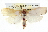  ( - BIOUG05072-A03)  @13 [ ] CreativeCommons - Attribution (2013) CBG Photography Group Centre for Biodiversity Genomics