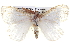  ( - BIOUG05072-B05)  @13 [ ] CreativeCommons - Attribution (2013) CBG Photography Group Centre for Biodiversity Genomics