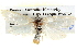  (Scirpophaga nivella - BIOUG05072-B12)  @14 [ ] CreativeCommons - Attribution (2013) CBG Photography Group Centre for Biodiversity Genomics