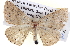  ( - BIOUG05072-D11)  @13 [ ] CreativeCommons - Attribution (2013) CBG Photography Group Centre for Biodiversity Genomics