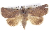  ( - BIOUG05072-F02)  @14 [ ] CreativeCommons - Attribution (2013) CBG Photography Group Centre for Biodiversity Genomics