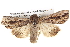  ( - BIOUG05072-F03)  @14 [ ] CreativeCommons - Attribution (2013) CBG Photography Group Centre for Biodiversity Genomics