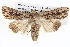 ( - BIOUG05072-F07)  @14 [ ] CreativeCommons - Attribution (2013) CBG Photography Group Centre for Biodiversity Genomics