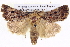  ( - BIOUG05072-G06)  @14 [ ] CreativeCommons - Attribution (2013) CBG Photography Group Centre for Biodiversity Genomics
