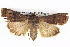  ( - BIOUG05072-G09)  @14 [ ] CreativeCommons - Attribution (2013) CBG Photography Group Centre for Biodiversity Genomics