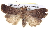  ( - BIOUG05072-G11)  @15 [ ] CreativeCommons - Attribution (2013) CBG Photography Group Centre for Biodiversity Genomics