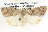  (Nola eurylopha - BIOUG06106-G01)  @15 [ ] CreativeCommons - Attribution (2013) CBG Photography Group Centre for Biodiversity Genomics