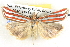  ( - BIOUG06106-G12)  @13 [ ] CreativeCommons - Attribution (2013) CBG Photography Group Centre for Biodiversity Genomics