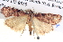  ( - BIOUG06107-B02)  @14 [ ] CreativeCommons - Attribution (2013) CBG Photography Group Centre for Biodiversity Genomics