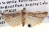  (Assara proleuca - BIOUG06107-B12)  @14 [ ] CreativeCommons - Attribution (2013) CBG Photography Group Centre for Biodiversity Genomics