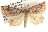  ( - BIOUG06107-D06)  @13 [ ] CreativeCommons - Attribution (2013) CBG Photography Group Centre for Biodiversity Genomics