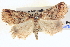  ( - BIOUG06107-E01)  @12 [ ] CreativeCommons - Attribution (2013) CBG Photography Group Centre for Biodiversity Genomics