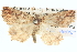  ( - BIOUG06107-G01)  @11 [ ] CreativeCommons - Attribution (2013) CBG Photography Group Centre for Biodiversity Genomics
