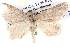  ( - BIOUG06108-D01)  @12 [ ] CreativeCommons - Attribution (2012) CBG Photography Group Centre for Biodiversity Genomics