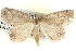  ( - BIOUG06108-D03)  @12 [ ] CreativeCommons - Attribution (2012) CBG Photography Group Centre for Biodiversity Genomics