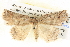  ( - BIOUG06108-E03)  @12 [ ] CreativeCommons - Attribution (2012) CBG Photography Group Centre for Biodiversity Genomics