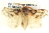  ( - BIOUG06108-F12)  @14 [ ] CreativeCommons - Attribution (2012) CBG Photography Group Centre for Biodiversity Genomics