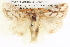  ( - BIOUG06108-G02)  @15 [ ] CreativeCommons - Attribution (2012) CBG Photography Group Centre for Biodiversity Genomics