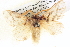  ( - BIOUG06108-G03)  @15 [ ] CreativeCommons - Attribution (2012) CBG Photography Group Centre for Biodiversity Genomics