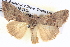  ( - BIOUG06108-H07)  @14 [ ] CreativeCommons - Attribution (2012) CBG Photography Group Centre for Biodiversity Genomics