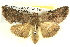  ( - BIOUG06109-A03)  @14 [ ] CreativeCommons - Attribution (2012) CBG Photography Group Centre for Biodiversity Genomics