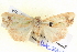  ( - BIOUG06109-A05)  @13 [ ] CreativeCommons - Attribution (2012) CBG Photography Group Centre for Biodiversity Genomics