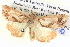  ( - BIOUG06109-A07)  @13 [ ] CreativeCommons - Attribution (2012) CBG Photography Group Centre for Biodiversity Genomics