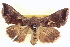  ( - BIOUG06109-A08)  @15 [ ] CreativeCommons - Attribution (2012) CBG Photography Group Centre for Biodiversity Genomics