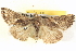  ( - BIOUG06109-A09)  @14 [ ] CreativeCommons - Attribution (2012) CBG Photography Group Centre for Biodiversity Genomics