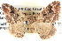  ( - BIOUG06109-E05)  @14 [ ] CreativeCommons - Attribution (2012) CBG Photography Group Centre for Biodiversity Genomics