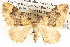  ( - BIOUG06109-E12)  @14 [ ] CreativeCommons - Attribution (2012) CBG Photography Group Centre for Biodiversity Genomics