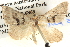  ( - BIOUG06109-H04)  @13 [ ] CreativeCommons - Attribution (2012) CBG Photography Group Centre for Biodiversity Genomics