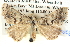  ( - BIOUG06109-H06)  @13 [ ] CreativeCommons - Attribution (2012) CBG Photography Group Centre for Biodiversity Genomics