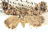  ( - BIOUG06110-A03)  @13 [ ] CreativeCommons - Attribution (2013) CBG Photography Group Centre for Biodiversity Genomics