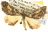  ( - BIOUG06110-B06)  @13 [ ] CreativeCommons - Attribution (2013) CBG Photography Group Centre for Biodiversity Genomics