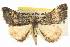 ( - BIOUG06110-B07)  @13 [ ] CreativeCommons - Attribution (2013) CBG Photography Group Centre for Biodiversity Genomics