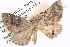  ( - BIOUG06110-F06)  @13 [ ] CreativeCommons - Attribution (2013) CBG Photography Group Centre for Biodiversity Genomics