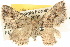  ( - BIOUG06110-F09)  @14 [ ] CreativeCommons - Attribution (2013) CBG Photography Group Centre for Biodiversity Genomics