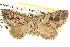  ( - BIOUG06110-G01)  @13 [ ] CreativeCommons - Attribution (2013) CBG Photography Group Centre for Biodiversity Genomics