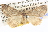  ( - BIOUG06110-G06)  @13 [ ] CreativeCommons - Attribution (2013) CBG Photography Group Centre for Biodiversity Genomics