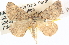  ( - BIOUG06110-H10)  @14 [ ] CreativeCommons - Attribution (2013) CBG Photography Group Centre for Biodiversity Genomics