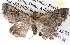  ( - BIOUG06111-A01)  @14 [ ] CreativeCommons - Attribution (2012) CBG Photography Group Centre for Biodiversity Genomics